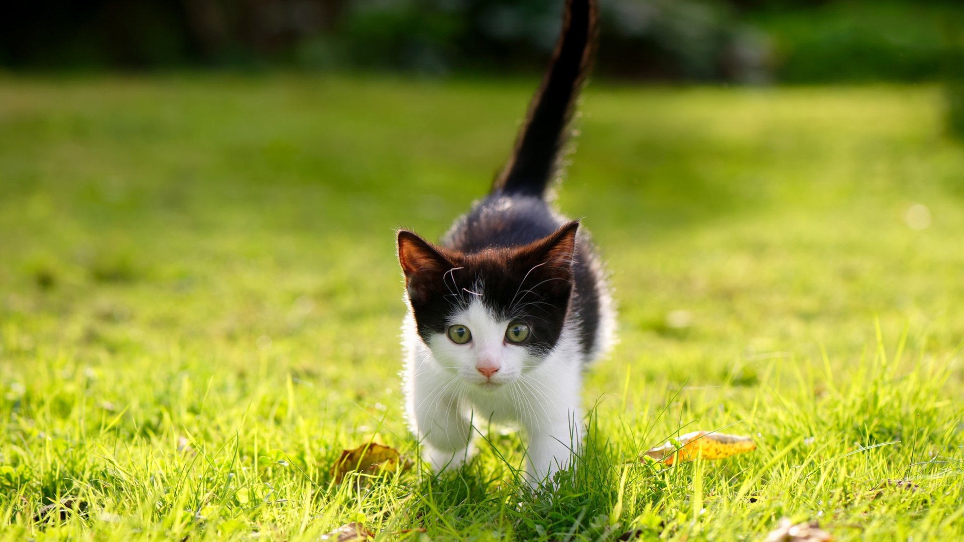 Dota 2 国际邀请赛预选赛即将开始，dota2国际邀请赛ti10预选赛