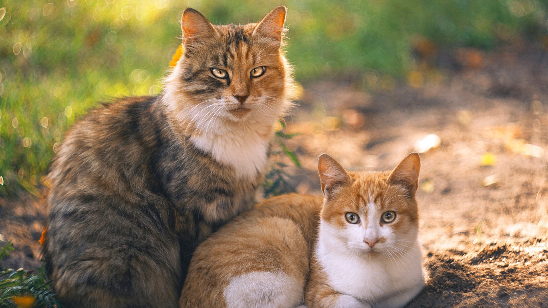 Dota 2 战术革新 再度登顶赛区榜首，dota2战术体系